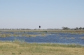 Fisheagle and water 